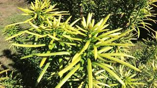 Cephalotaxus harringtonia Korean Gold hlavotis peckovitý [upl. by Deloris]