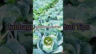 Cabbage pest control tips for your garden and your vegetables shortvideo youtubeshorts garden [upl. by Nebur]