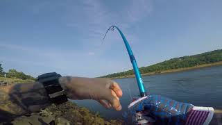 Cape Cod canal striped bass fishing 25 lb Bass [upl. by Bridgid]