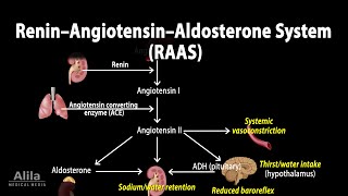 CVS physiology 115 Sympathetic Vasoconstrictor tone vasomotor center vasoconstrictor area [upl. by Leslie]