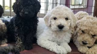 6 Week Old Standard Poodle Puppies [upl. by Zetes]