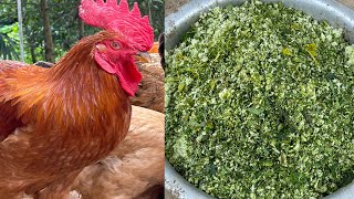 How to Make the CHEAPEST CHICKEN FEED For Your Farm [upl. by Eerased789]