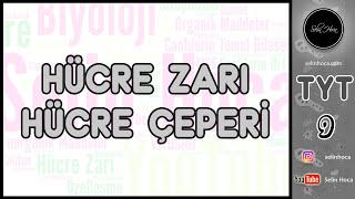 12 Hücre Zarı  Hücre Çeperi [upl. by Oiretule]