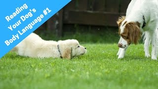 Learn How To Read A Dogs Body Language And Understand Dog Behavior 1 [upl. by Tanaka331]