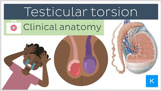 Testicular torsion causes symptoms diagnosis and treatment  Clinical Anatomy  Kenhub [upl. by Anitirhc]