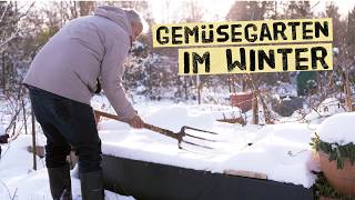 Gemüsegarten im Winter  gibt es jetzt wichtige Arbeiten Probleme mit Wühlmäusen [upl. by Naneik731]