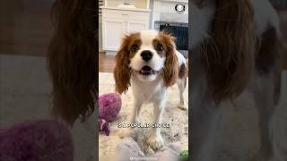 Cavalier King Charles Spaniel 🐶 The Best Family Pet [upl. by Chap687]