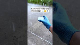 Rain water under the microscope shorts facts science [upl. by Zoha]