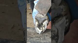 This mutated donkey hoof can be easily flattened with a shovel [upl. by Ridglee]