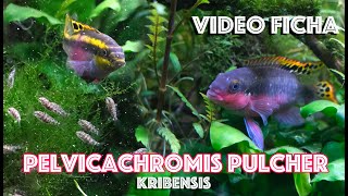 Pelvicachromis pulcher Kribensis Ciclido Africano  Video Ficha [upl. by Sudoeht]