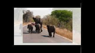 Henry Mancini  Baby Elephant Walk  19612 [upl. by Giraud36]