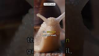 How many teeth does a snail have [upl. by Aihcsrop610]