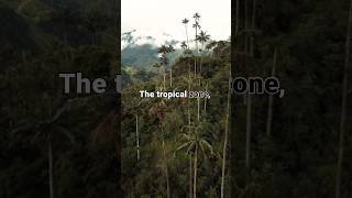 What Defines the Tropical Zone TropicalZone TropicalClimate Nature Geography Travel [upl. by Prouty]