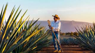 Denominación de Origen del Tequila [upl. by Materse]