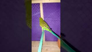 Budgies perrots are playing birds budgries parrot budgey [upl. by Karleen]