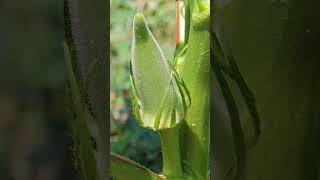 Okra Farming satisfying farming gardening [upl. by Krefetz246]