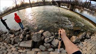 Steelhead fishing Flat Rock Michigan 2021 With Big Tim [upl. by Schroer629]