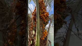 BUTIA CAPITATA PALMIER 🌴 ABRICOTS ABRICOTS EN FOLIE FIN SEPTEMBRE  OCTOBRE santé ÉTÉ INDIEN [upl. by Anstus]