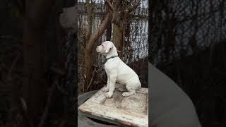 Dogo argentino puppies Lithuania [upl. by Niwdog]