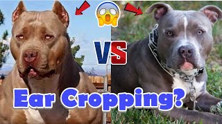 Dog Ear Cropping the pros and cons of Ear Cropping [upl. by Ivana]