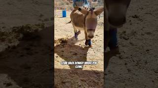 hoof picking bloopers horsehoof horseenthusiast hoof asmrcleaning [upl. by Obara]