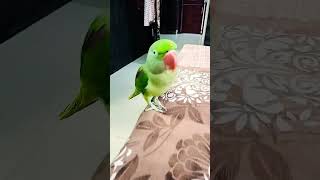 Talking parrot 🦜🐦🥰😁❤️😍 parrot birds parrottalking cute cutebirdshortvideos [upl. by Kraus]