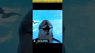 Cute Dolphins Are Not Really Cute [upl. by Watkin]