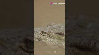 Top 5 Most Dangerous Crocodiles in the World [upl. by Aiuoqes206]