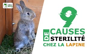 9 causes de stérilité chez une lapine [upl. by Freddi]