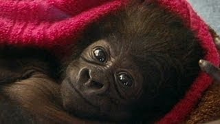 Cute Baby Gorilla Raised by Human Moms at Cincinnati Zoo [upl. by Furlong216]