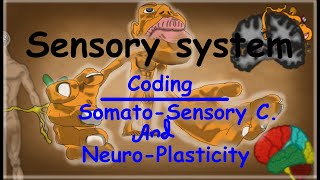 11 Coding of Sensory Information Somatosensory Cortex and Neuroplasticity anatomy [upl. by Darcie]