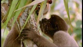 Drinking monkeys amp bathing birds  Wild South America  BBC [upl. by Terr]