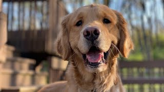 Golden Retriever Archie from Archie Fan Club shorts … This Is Why We “Stick” Together [upl. by Beret]