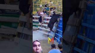 Bull falls ill after jumping fence🥺🥺🥺 matador bullfight bulljump [upl. by Nosrac]