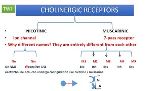 CHOLINERGIC PHARMACOLOGY OVERVIEW PART 1 SYNTHESIS OF ACH [upl. by Freeland165]