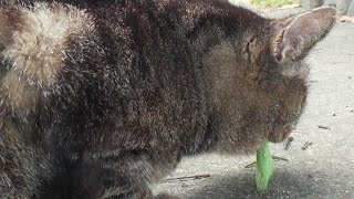 ФωФ のら猫 カマキリを食べる [upl. by Schoenberg]