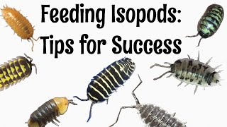 Feeding Isopods Tips for Success [upl. by Meghann579]