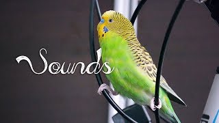 Most Beautiful Budgie songs Ever Budgies singing and chirping [upl. by Jane]