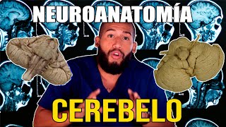 NEUROANATOMÍA  Cerebelo Lóbulos Caras Surcos Lobulillos y Pedúnculos [upl. by Oiretule]