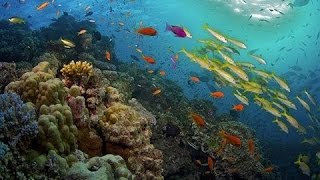 Nat Geo Wild  Great Barrier Reef Natures Miracles Wildlife National Geographic Animal [upl. by Cassella333]