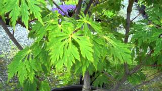 Full Moon Maple  Japanese Maples at Northwest Nurseries [upl. by Chlori]