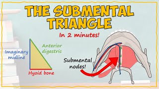 The Submental Triangle [upl. by Sigismundo]