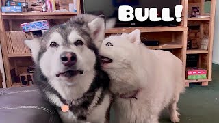 My Malamute Is A Bad Influence On My Husky [upl. by Case]