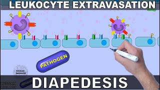 Leukocyte Extravasation  Diapedesis [upl. by Alysa]