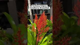 Coralberry  Aechmea fulgens plants flowers garden nature fyp [upl. by Ylrehc]