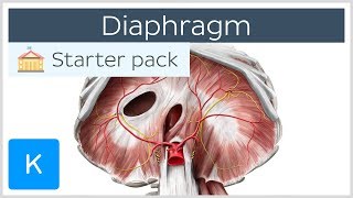 Diaphragm  Definition Function Muscle amp Anatomy  Kenhub [upl. by Neema]