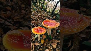 Fly Agaric  Amanita Muscaria 31 October 2024 [upl. by Ahsitniuq203]