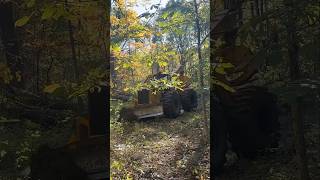 Pulling down Veneer White Oak with Big Tire Machine  logging logger chainsaw dangerous [upl. by Imak]