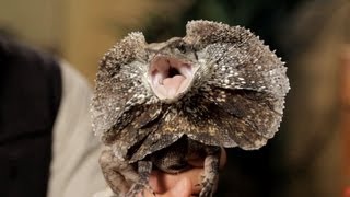 3 Care Tips for Frilled Dragons  Pet Reptiles [upl. by Idisahc]