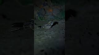 Indian Nightjar  Tipeshwar Call9167724318 nightjar birdsanctuary birds nocturnals tipeshwar [upl. by Rubel]